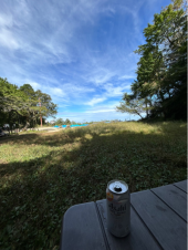 アケボノソウ 画像2