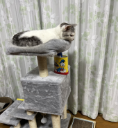 ハンバーグ 画像2