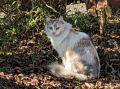 ジョウビタキ♂ と 整形外科 と ねこねこ
