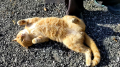 猫ちゃん(=^・^=) と 歯科大