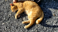 猫ちゃん(=^・^=) と 歯科大