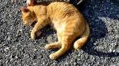 猫ちゃん(=^・^=) と 歯科大 画像2