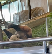 息子娘家族と白浜アドベンチャーワールド 画像1