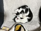 鮭焼漬け 画像2