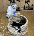 チーズハンバーグ