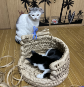 チーズハンバーグ 画像3