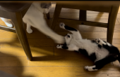 粗挽きソーセージ 画像3