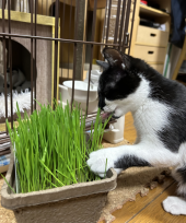 肉じゃが 画像2