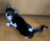 コロッケ 画像2
