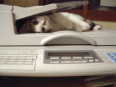 体重が落ちてるよ～＼(^O^)／ 画像1