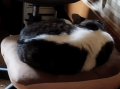 猫背