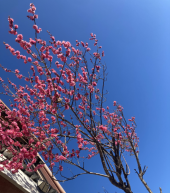 なみだ恋♪ 画像1