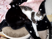 猫あるある 画像2