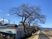 冬の朝♪ 画像2