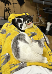 昆布巻 画像2