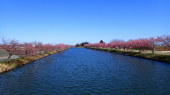 河津桜５分？咲き 画像1