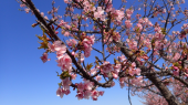河津桜５分？咲き 画像2