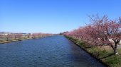 河津桜５分？咲き 画像3