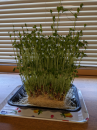 リサイクル豆苗 と 椎茸ポタージュ
