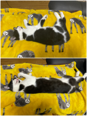 鱒 画像3