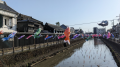 栃木市 と 巴波川の鯉のぼり