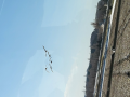 渡り鳥の季節