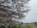 桜の森♪