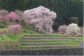 ミツマタ群生地と又兵衛桜