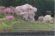 ミツマタ群生地と又兵衛桜