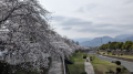 さくら、サクラ、桜‼