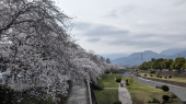 さくら、サクラ、桜‼ 画像2