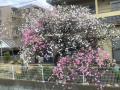 春待ちロマン♪