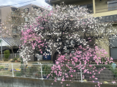 春待ちロマン♪ 画像2