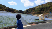 ネモフィラ？ 画像1
