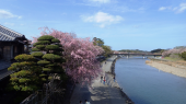 ネモフィラ？ 画像3