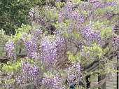相思相愛♪ 画像1