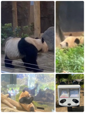 上野動物園準備中♪ 画像1