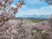素晴らしい！雪と青空と桜 画像1