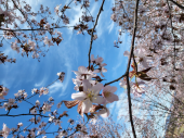 素晴らしい！雪と青空と桜 画像2