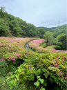 なるかわ園地で山野草&酒盛り