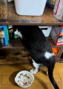 アスパラベーコン