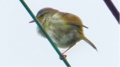 まさかの熱