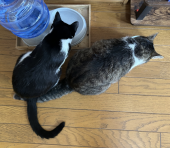 ベジカレー 画像2
