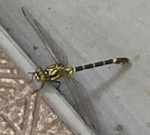 ココロオドル♪ 画像1