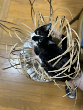 いちごレアチーズぷにゃ 画像3