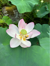 お盆 画像1