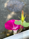 お盆