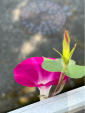 お盆 画像3