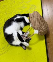 猫のおやつ 画像3