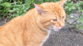 陽射し と 猫ちゃん